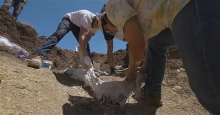 
100 Million-Year-Old Plesiosaur Skeleton Found in Australia May Hold the ‘Key to Future Research’ 