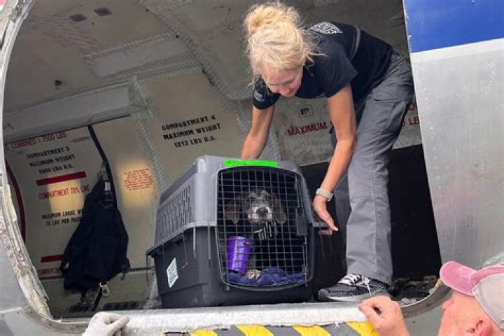 
90 Shelter Animals Airlifted to the Northeast to Make Room for Pets Affected By Hurricane Ian 