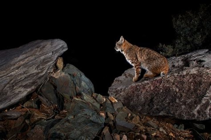 
Arizona BobCat In Dog Bed – Furry Friends Melts People’s Heart 