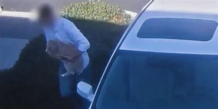 
California man charged after video footage shows him stealing dog through window of parked car 