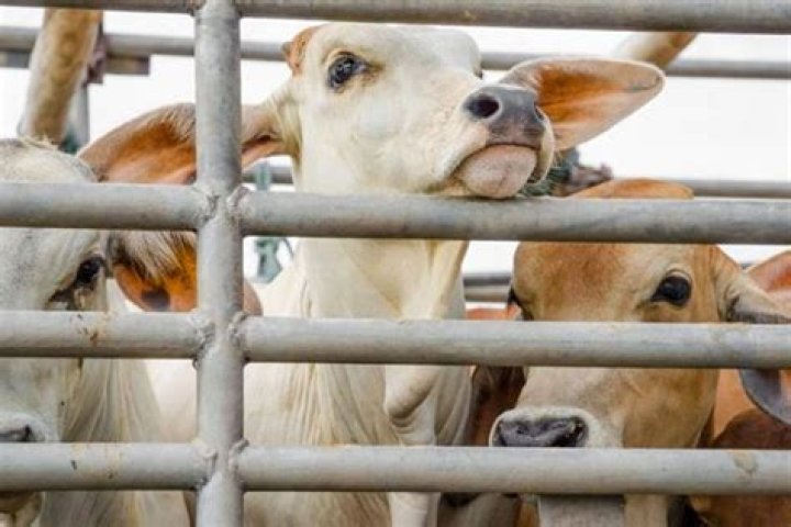 
Cattle smuggling: CBI suspects proceeds being invested in gold 