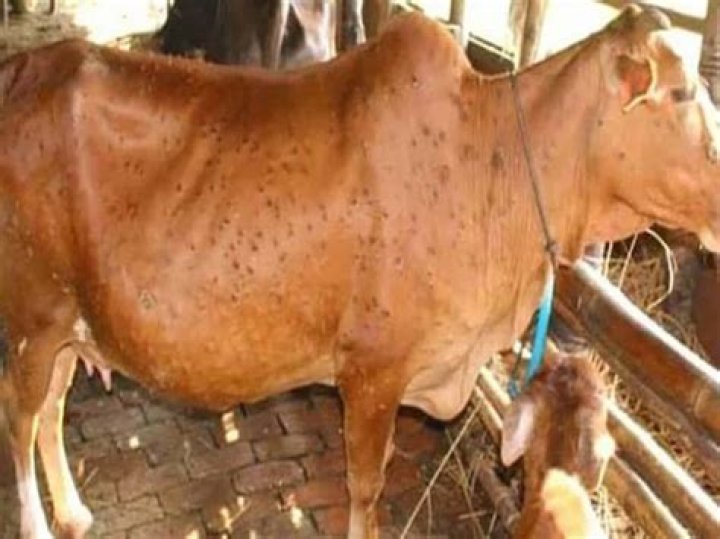 
Gurugram: 93 cattle die of Lumpy Skin Disease, 890 infections found 