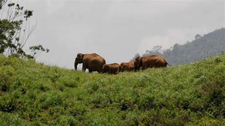 
Horticulture farm in TN’s Nilgiri Biosphere Reserve to close to facilitate elephant movement 