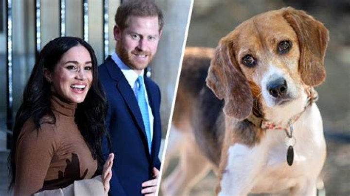 
Meghan Markle And Prince Harry Adopt A Senior Rescue Dog 