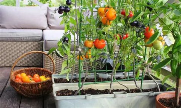 
Prep your balcony garden to enjoy home grown desi vegetables 