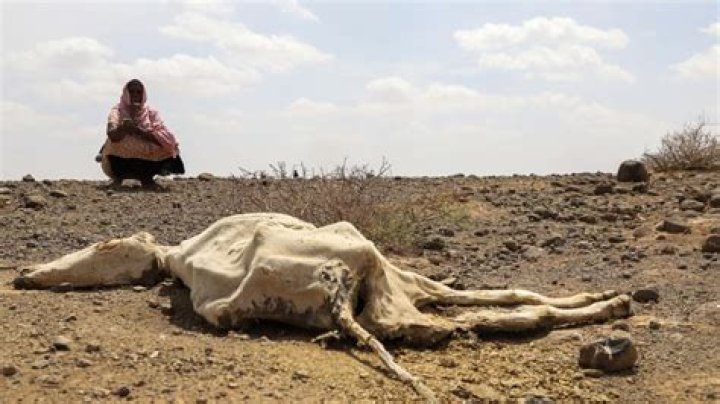 
Severe drought to affect 36.1 mn people in Horn of Africa: UN 