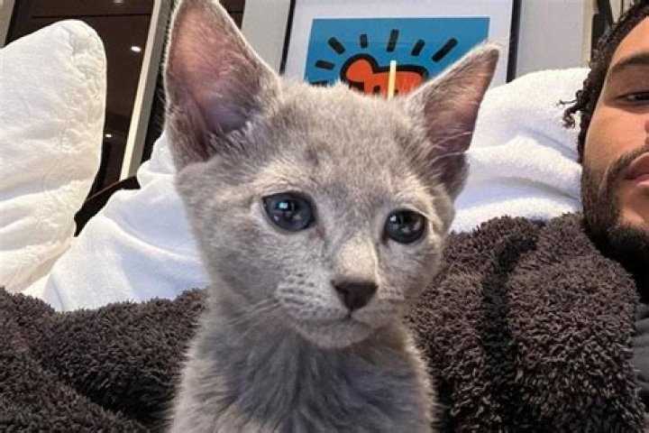 
The Weeknd Shares Some Adorable Snaps as He and His Doberman Babysit a Tiny Kitten 