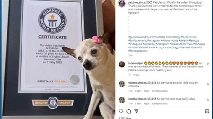 
World’s Oldest Dog, Pebbles the Fox Terrier, Dead at 22 